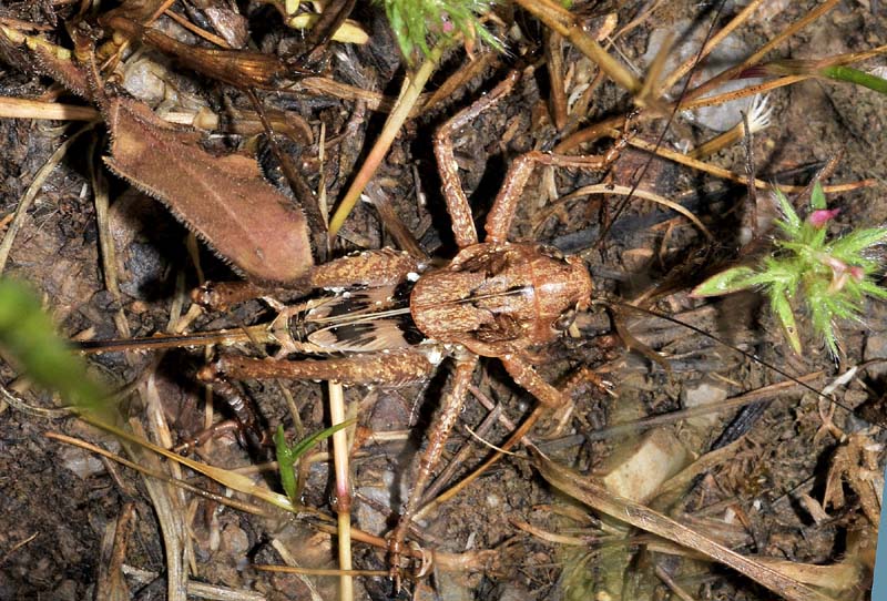 Ortottero dalla Grecia:  Decticus albifrons (Tettigoniidae)